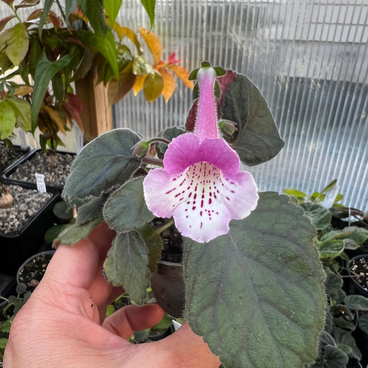 Sinningia SRG’s Lavender Eruption hibrid 4