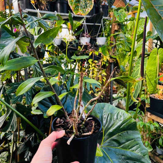 Epidendrum melanoporphyreum