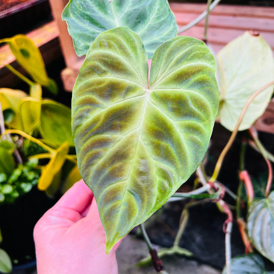 Philodendron verrucosum, uroted stikling med 2 nodier