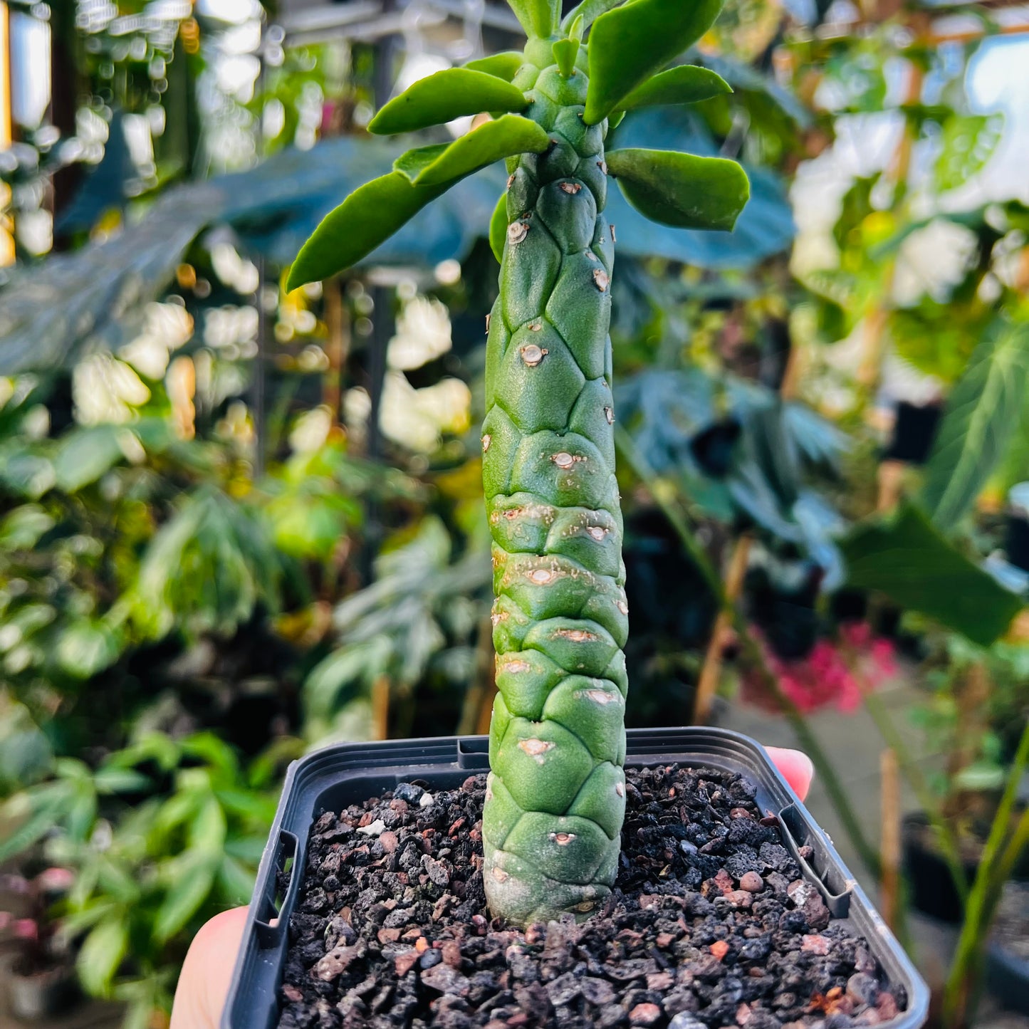 Monadenium heteropodum