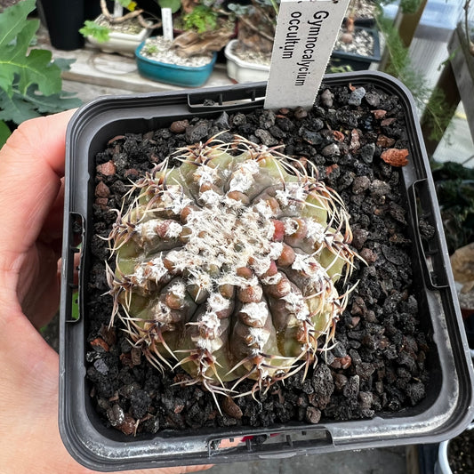 Gymnocalycium occultum