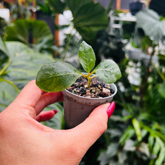 Dorstenia cuspidata