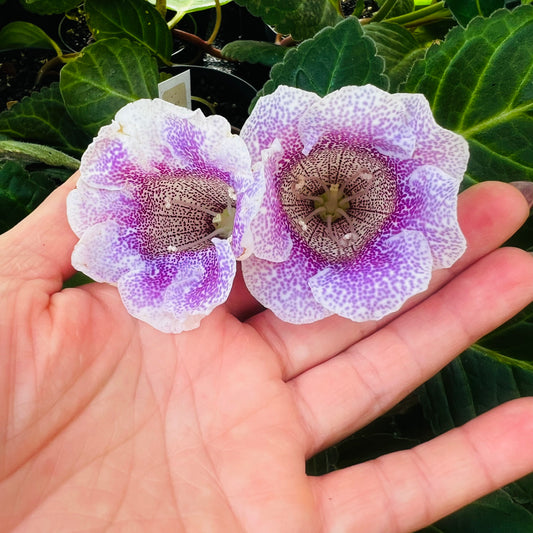 Sinningia speciosa RF-Hypnosis hibrid 2