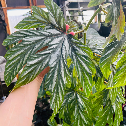 Begonia aconitifolia, uroted blad
