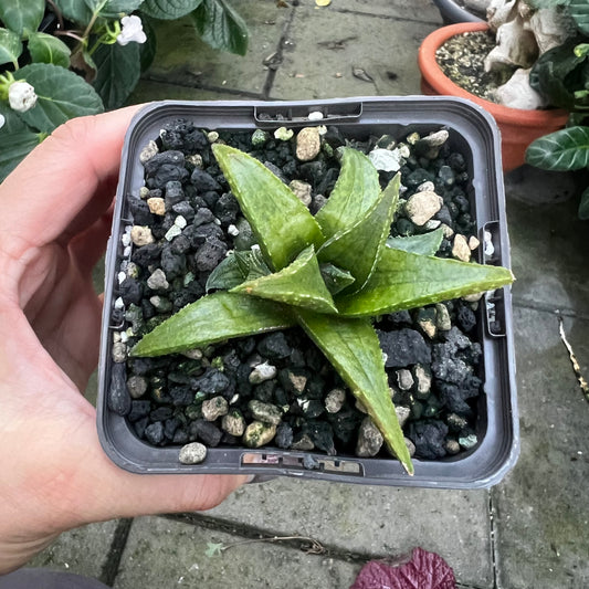 Haworthia tesselata lys