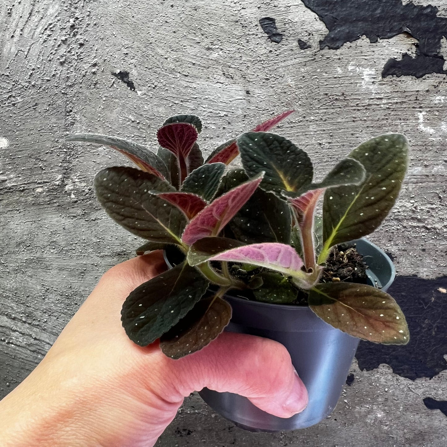 Gloxinia erinoides Red Satin, 8 cm potte