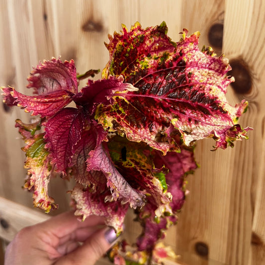 Coleus NN Lilly, uroted stikling