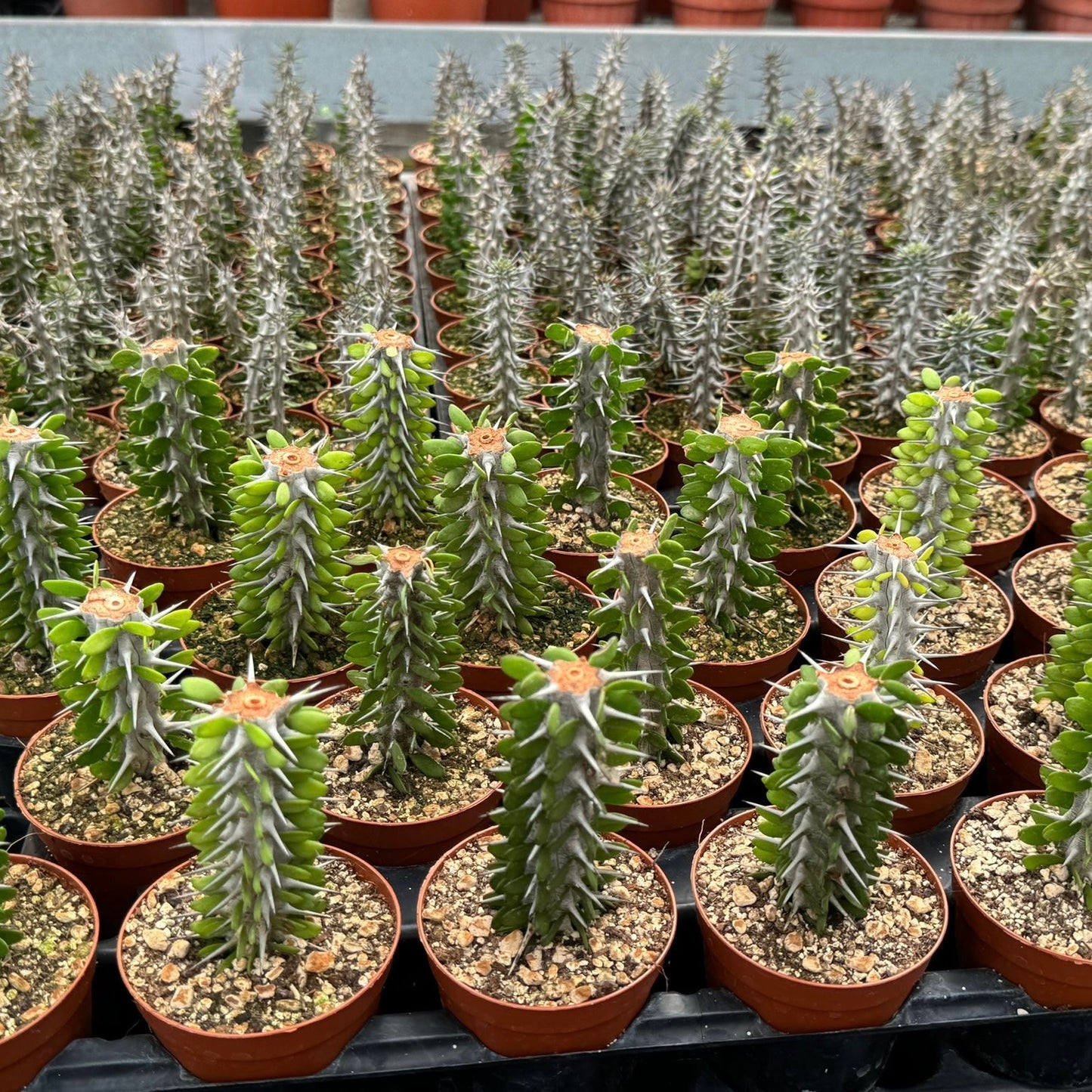 Alluaudia procera, 10 cm potte