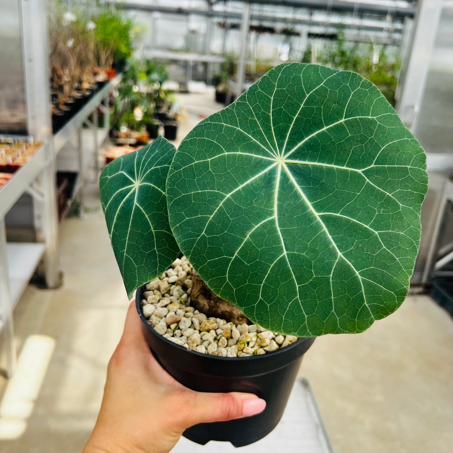 Stephania kawesakii, barroted plante