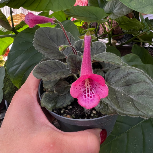 Sinningia pakke med 10 planter