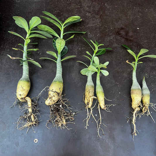 Adenium obesum, barroted plante