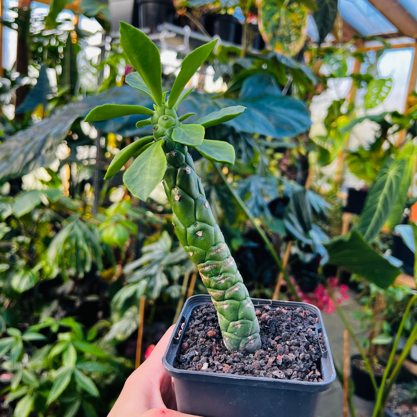 Monadenium heteropodum