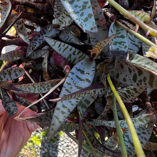 Ledebouria socialis 2, uroted delning
