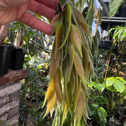Ceratostemma villosa, uroted stikling