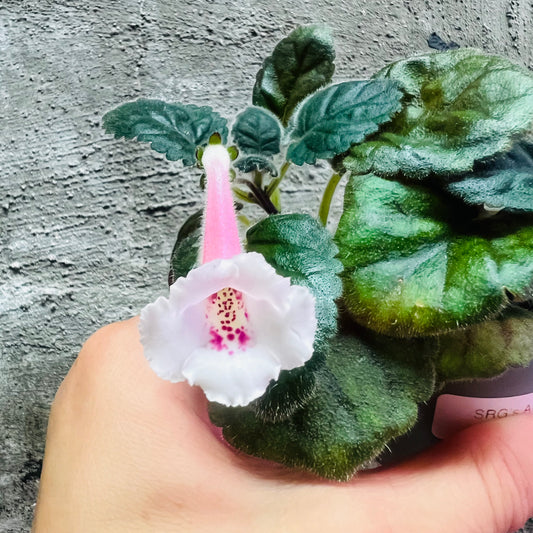 Sinningia SRG’s Albinozza hibrid 10