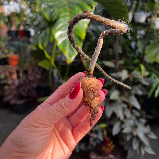 Pterocactus kuntzei, barroted plante