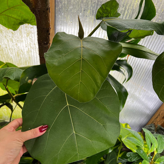 Ficus auriculata Everest, uroted stikling