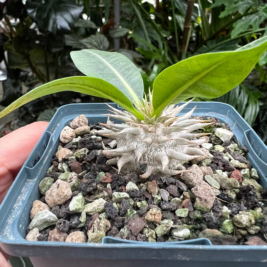 Pachypodium leucoxanthum