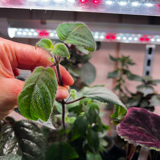 Achimenes pedunculata, uroted stikling