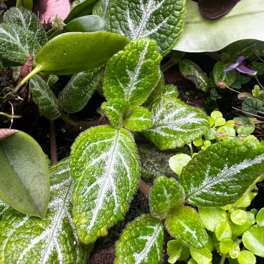 Episcia cupreata, uroted stikling