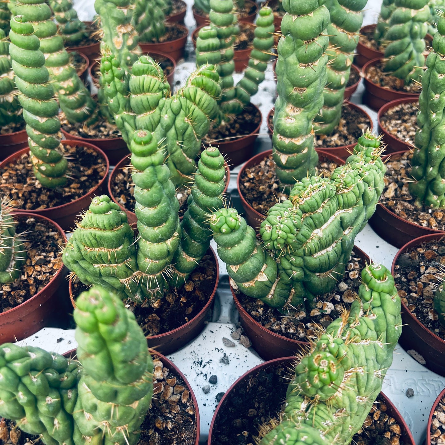 Eulychnia castanea cv.varispiralis f.dichotomica, 10,5 cm potte