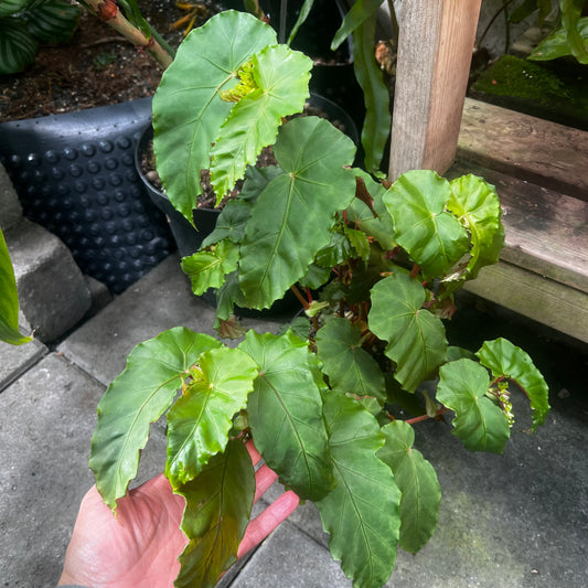 Begonia pulchella Uba tuba, uroted stikling