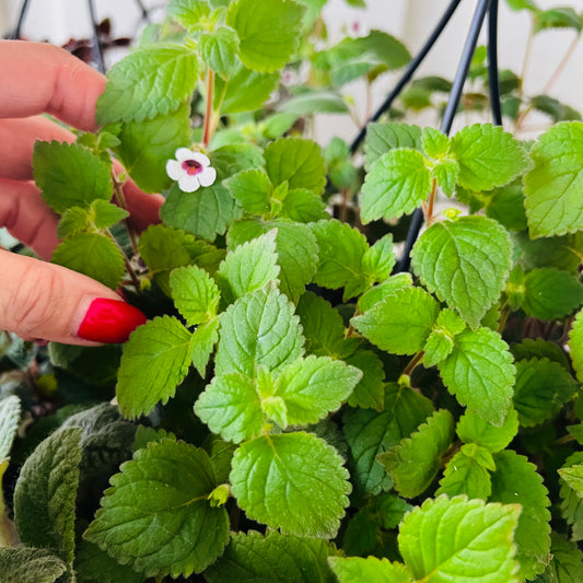 Achimenes misera, uroted stikling