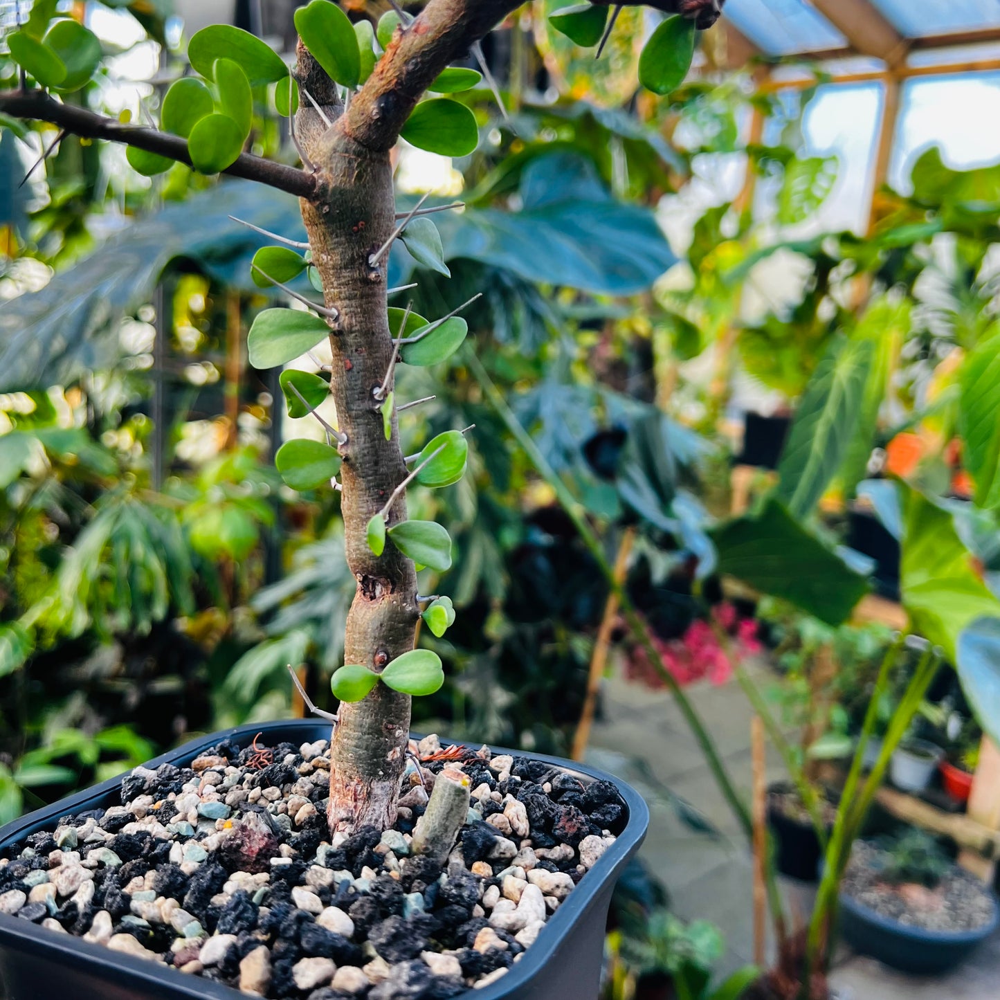 Fouquieria sp.
