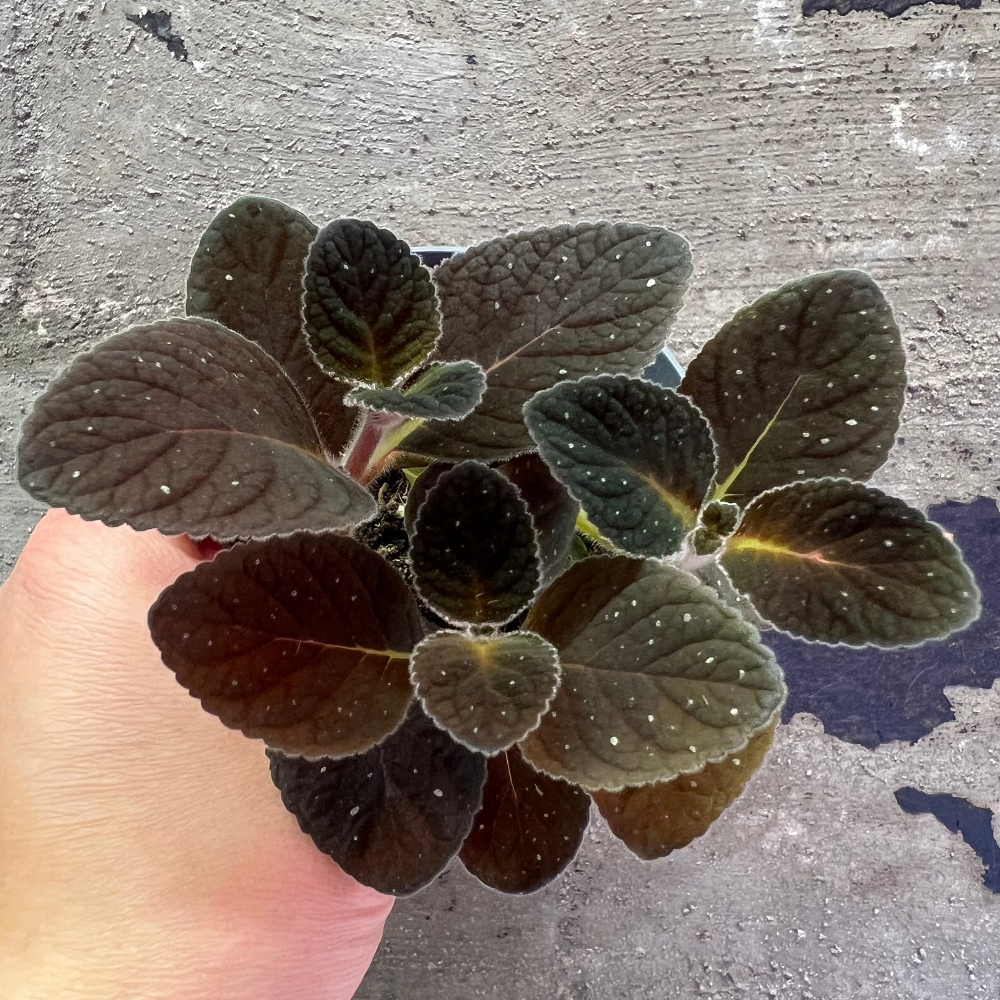 Gloxinia erinoides Red Satin, 8 cm potte