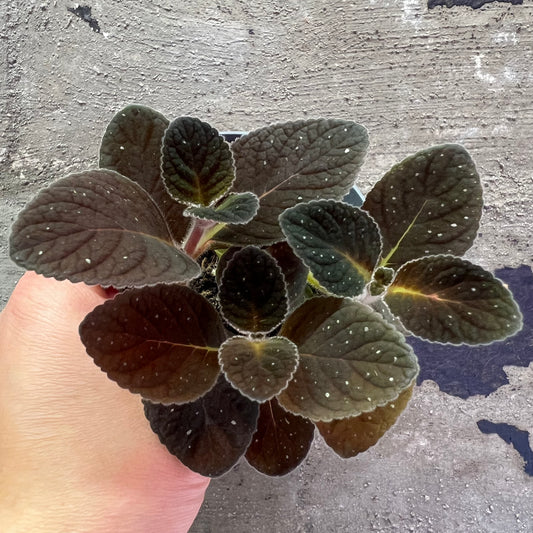 Gloxinia erinoides Red Satin, 8 cm potte