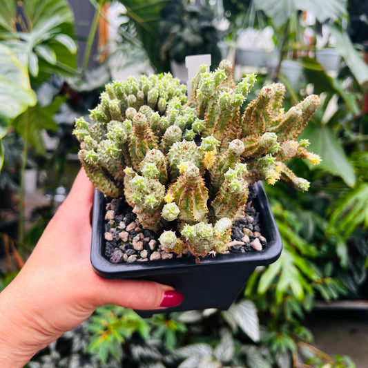 Euphorbia mammilaris f.variegata