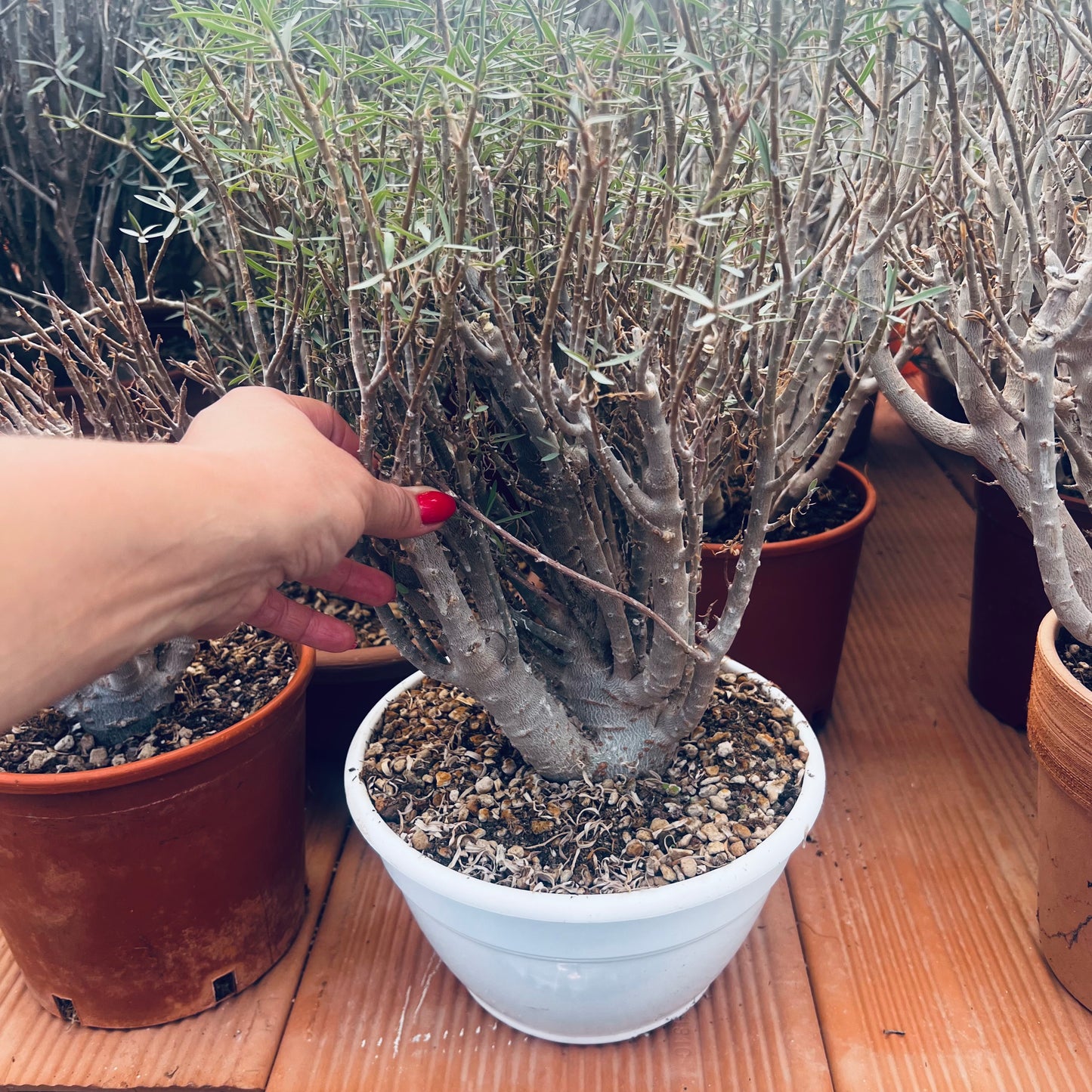 Euphorbia balsamifera, 20 cm potte