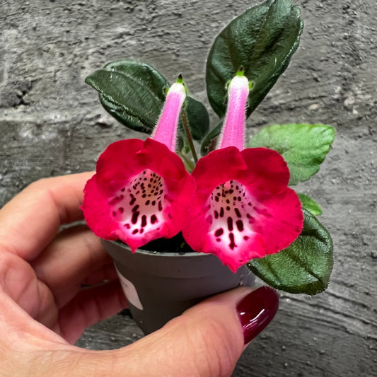 Sinningia SRG’s Peach Eruption hibrid 7