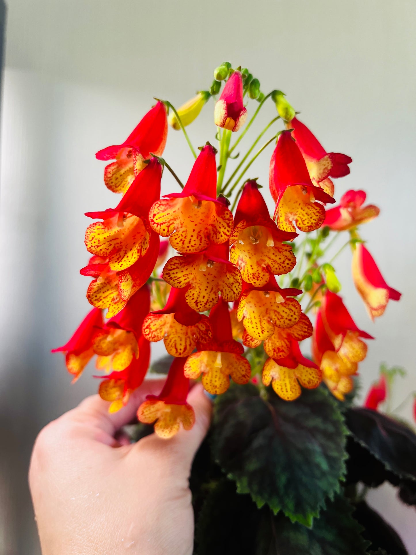 Smithiantha 84-1, 1 rhizom