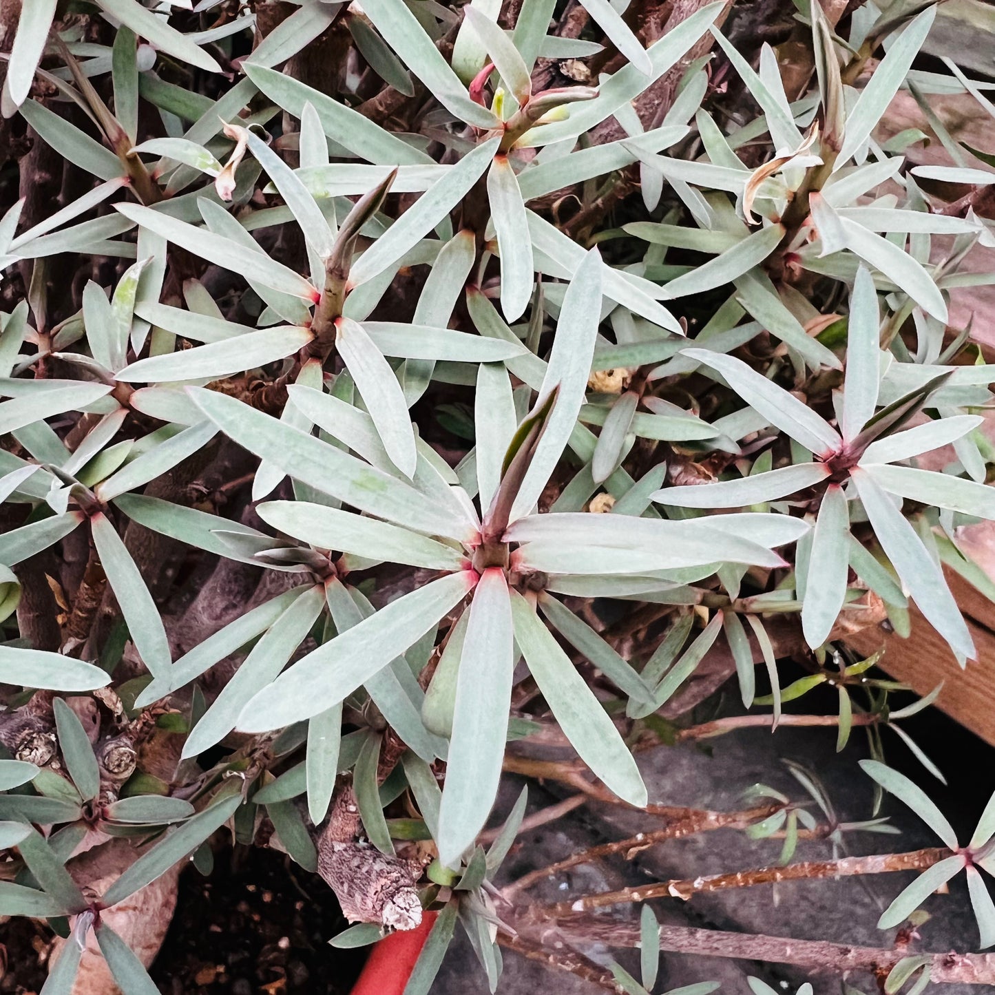 Euphorbia balsamifera, 20 cm potte