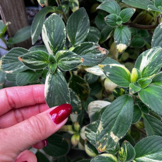 Streptocarpus saxorum f.variegata, uroted stikling