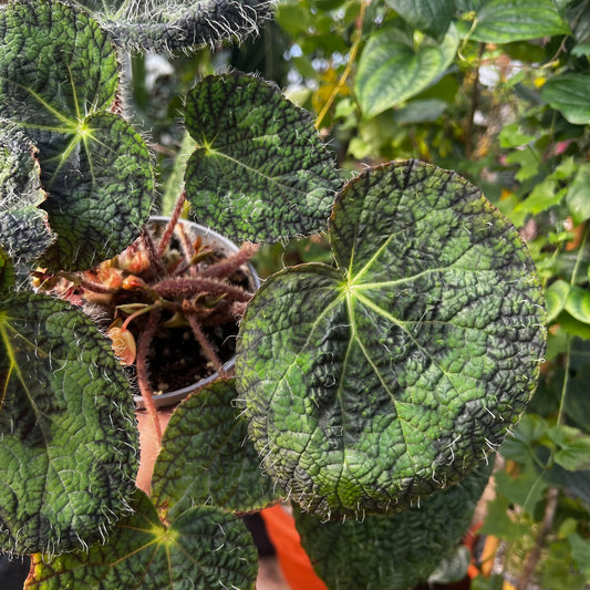 Begonia sizemoreae