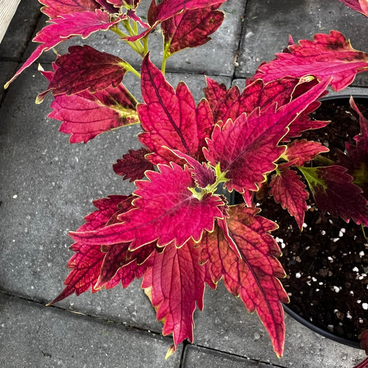 Coleus NN Pomperipossa, uroted stikling