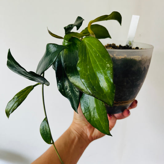 Hoya nicholsoniae
