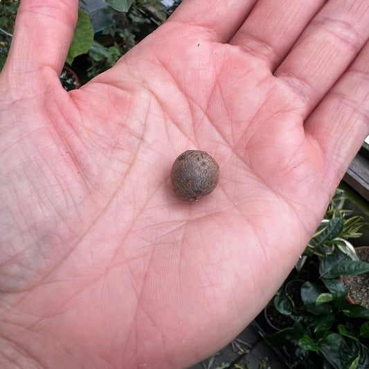 Dioscorea bulbifera, en knoll
