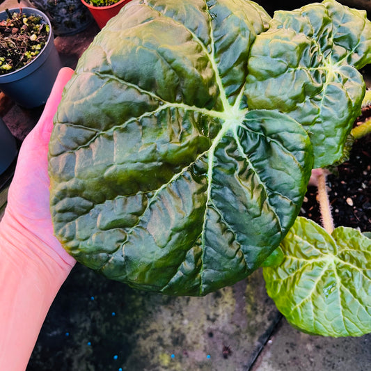 Begonia gehrtii, uroted blad