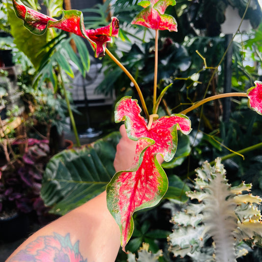 Caladium hybrid 9