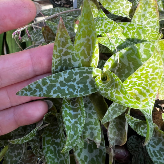 Ledebouria socialis 1, uroted delning
