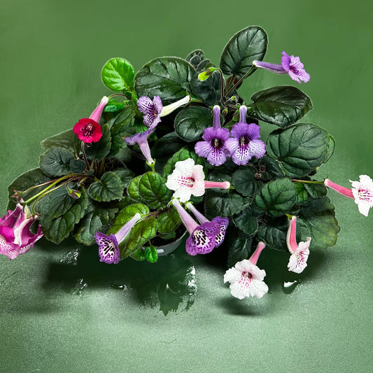 Sinningia pakke med 5 planter