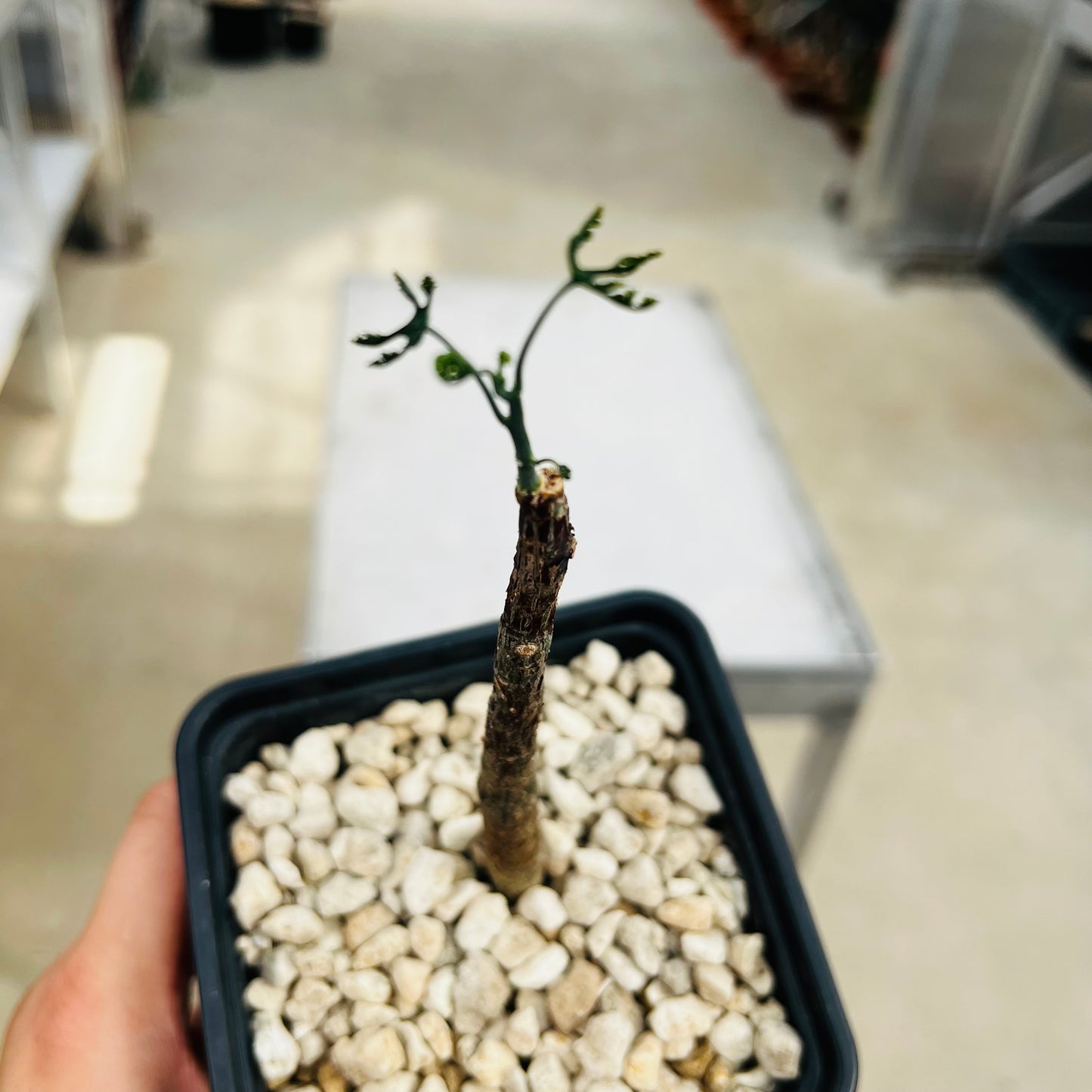 Adenia perrieri, barroted plante