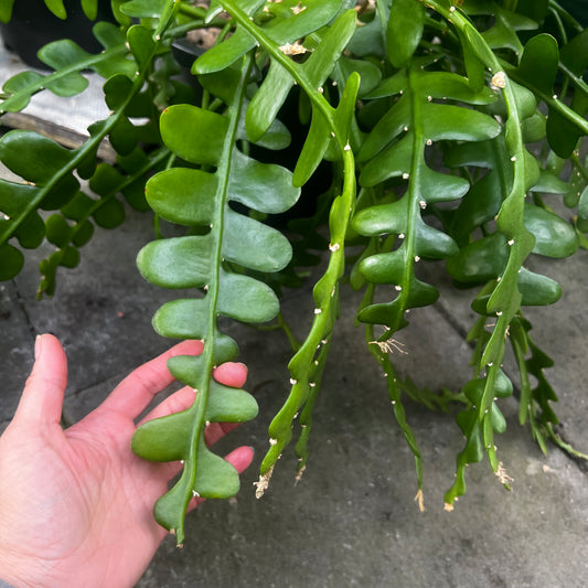 Epiphyllum anguliger, uroted stikling