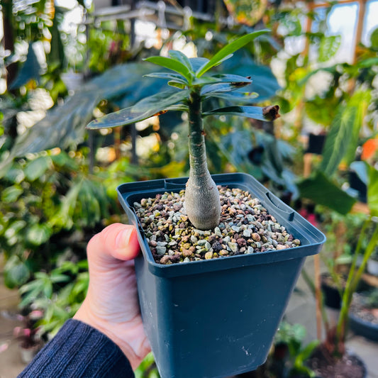 Adenium obesum, 8 cm potte