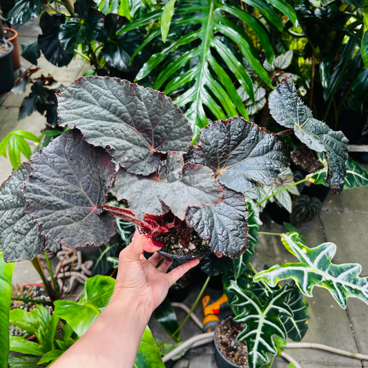 Begonia sp. Indonesia