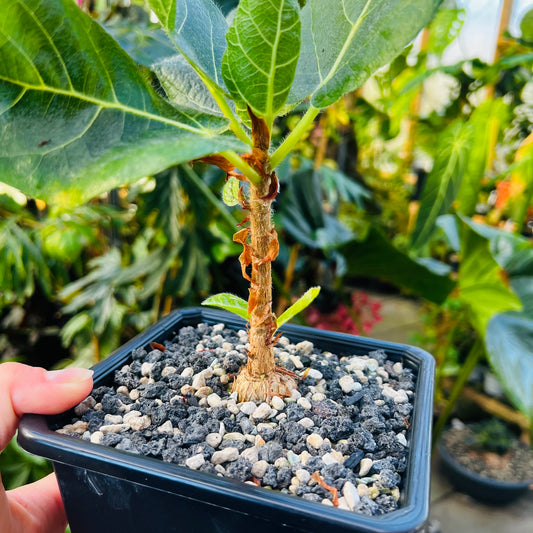 Ficus aff.cordata