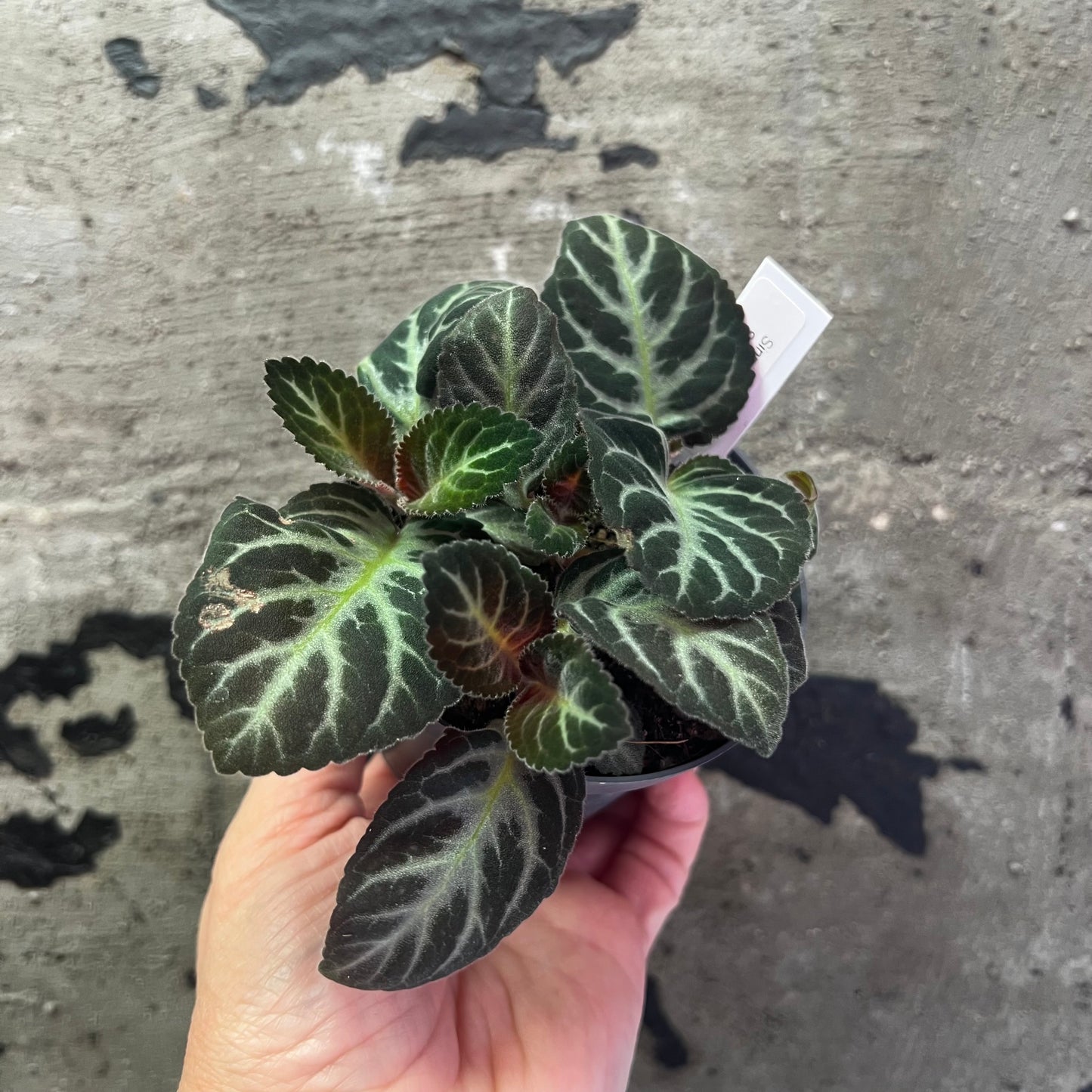 Sinningia speciosa Split corola x self, 8 cm potte